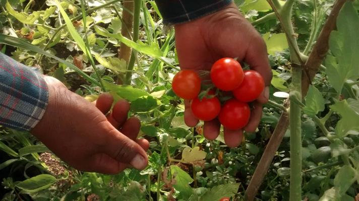 3_-_agricultura_1610_0