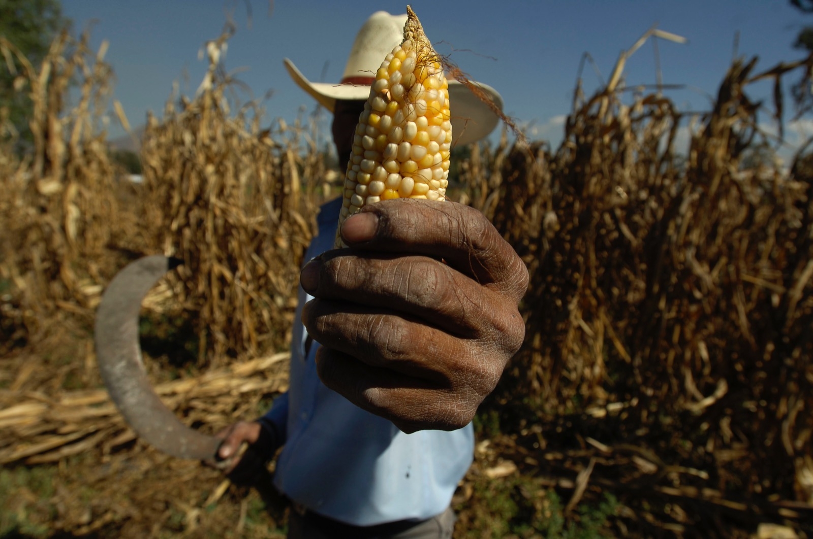 In a new order, Mexico gives in to U.S. pressure over banning modified corn Avispa