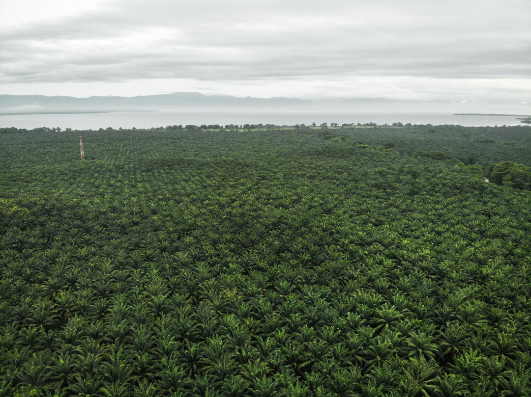 Palm oil plantations and deforestation in Guatemala: Certifying