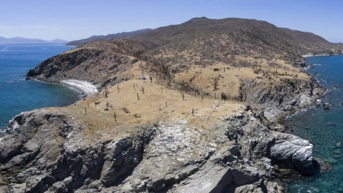 Isla_Cerralvo_4_FITUPAZ_7b0e2c83-9d1d-47c9-a2ab-8a5ebd47b80e